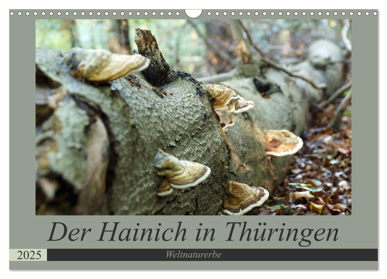 Cover: 9783435385546 | Der Hainich in Thüringen - Weltnaturerbe (Wandkalender 2025 DIN A3...