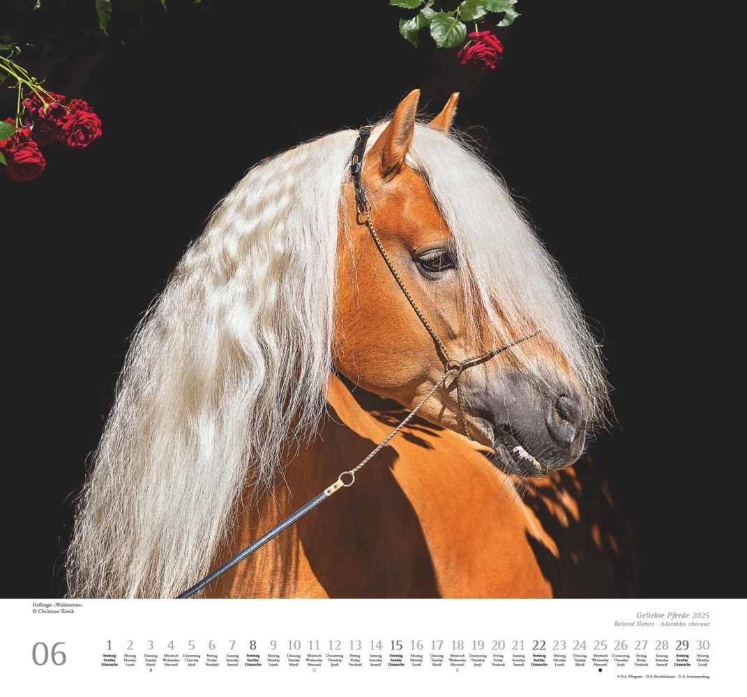 Bild: 4250809653891 | DUMONT - Geliebte Pferde 2025 Wandkalender, 38x35,5cm,...