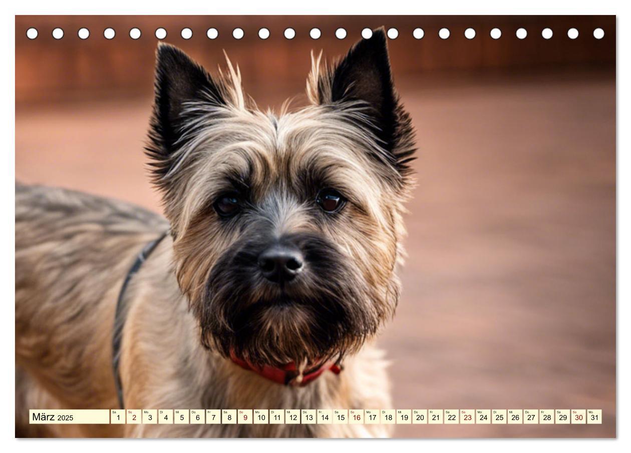 Bild: 9783435420742 | Cairn Terrier - lustiges Raubein aus Schottland (Tischkalender 2025...