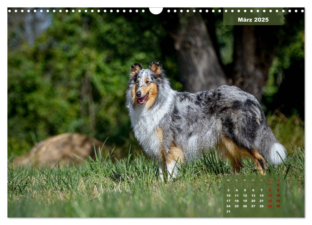 Bild: 9783435110629 | Typisch Collie (Wandkalender 2025 DIN A3 quer), CALVENDO...