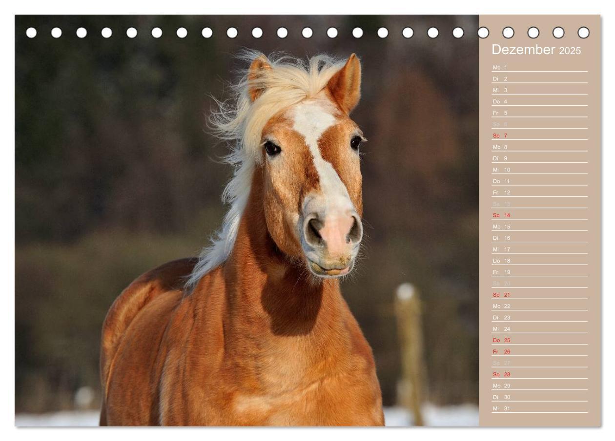 Bild: 9783435723737 | Haflinger / Geburtstagskalender (Tischkalender 2025 DIN A5 quer),...