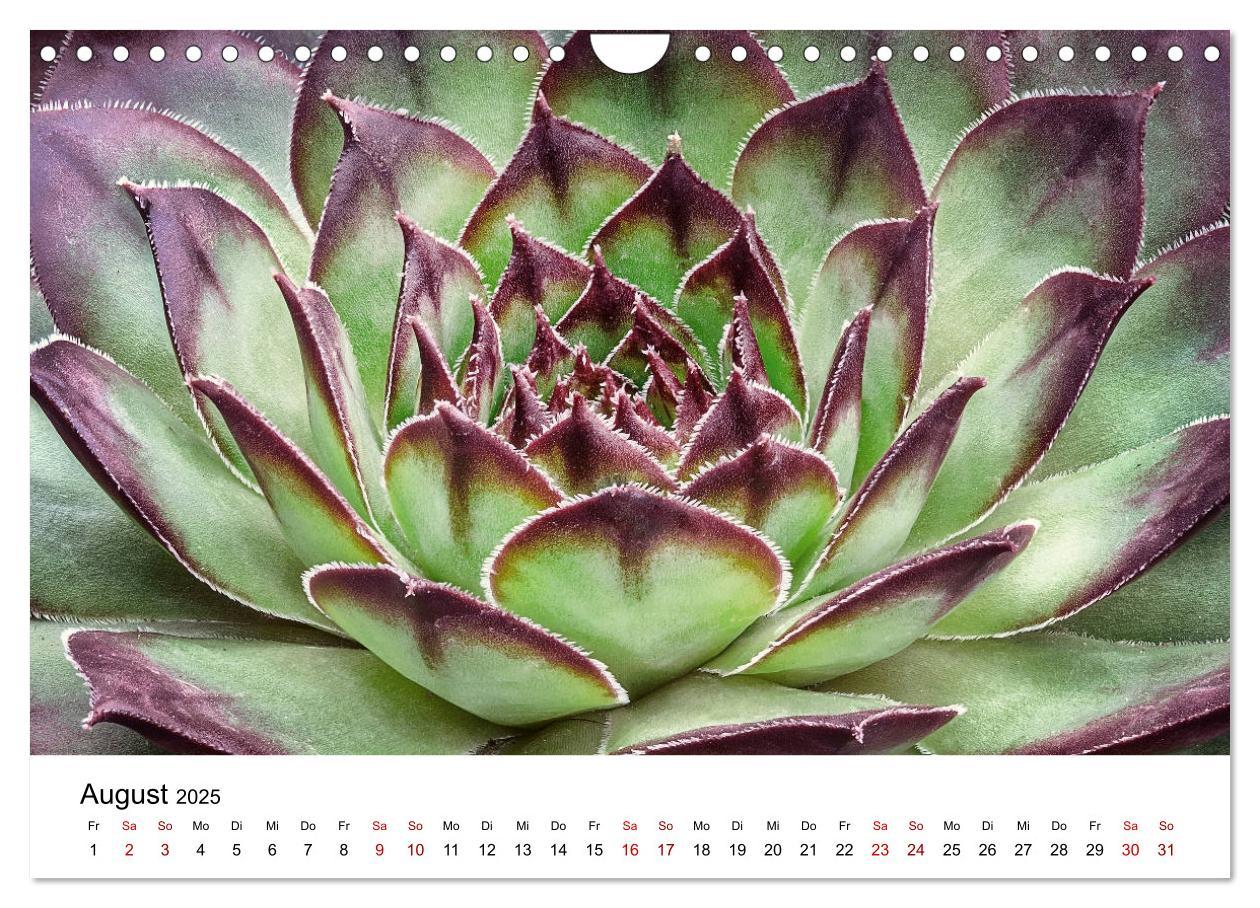 Bild: 9783435292066 | Sukkulenten Galerie (Wandkalender 2025 DIN A4 quer), CALVENDO...