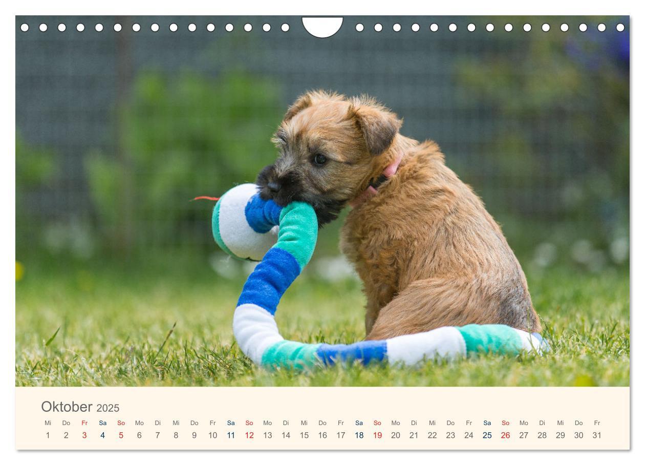 Bild: 9783435047277 | IRISH SOFT COATED WHEATEN TERRIER WELPEN 2025 (Wandkalender 2025...