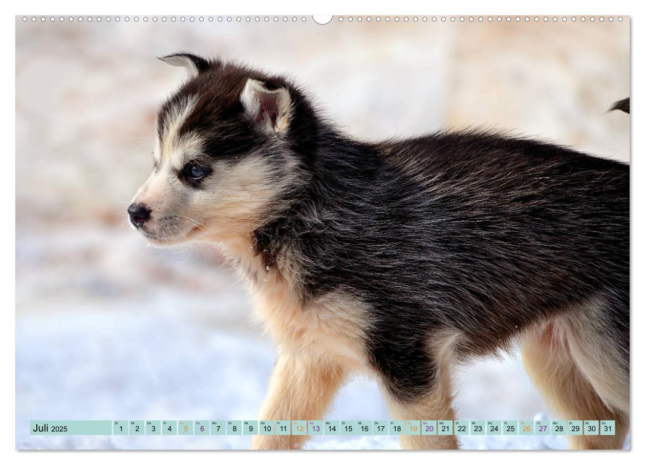 Bild: 9783435143856 | Huskies - Tolle Gefährten (Wandkalender 2025 DIN A2 quer), CALVENDO...