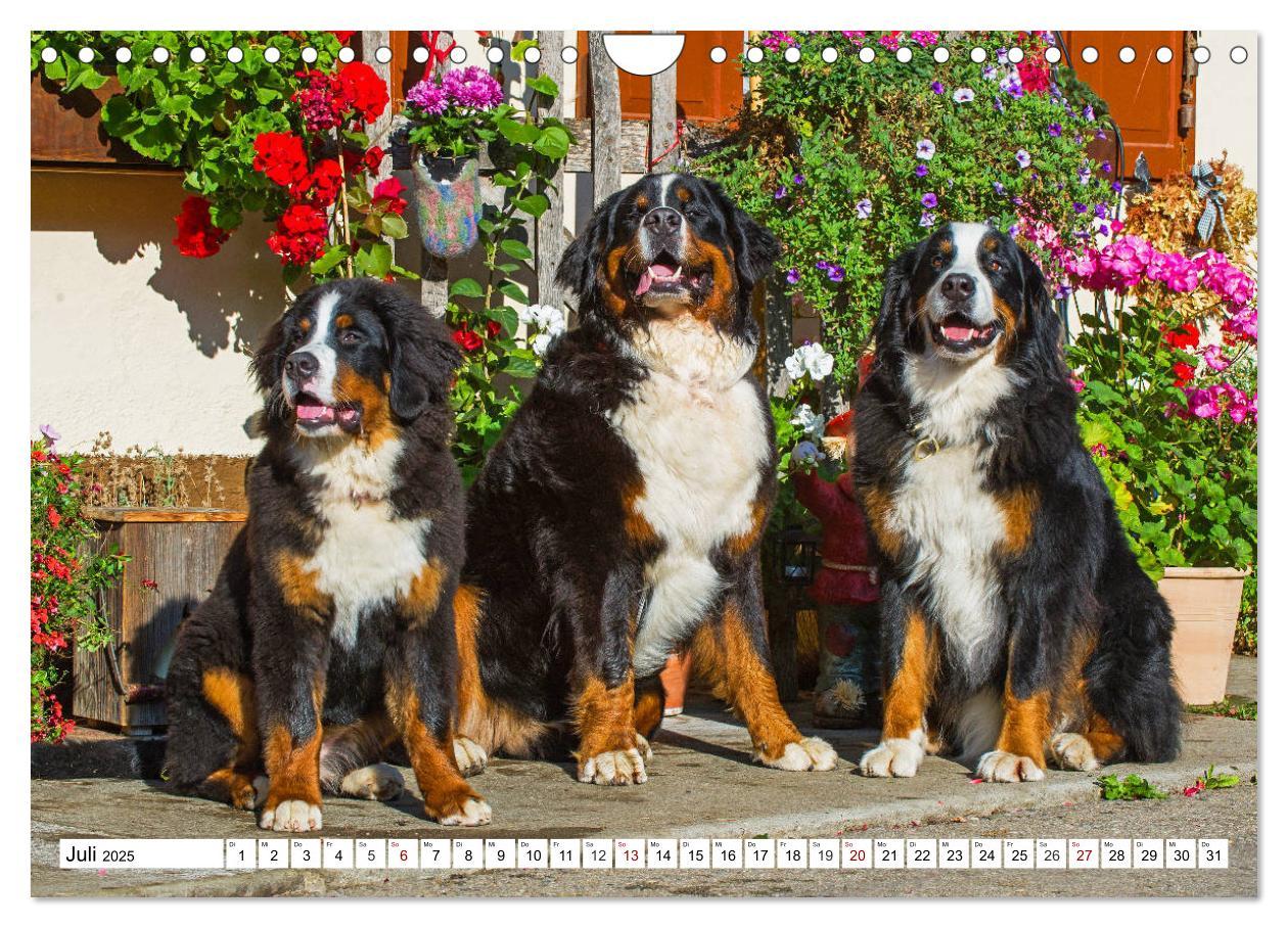 Bild: 9783435381258 | Faszinierende Schönheit Berner Sennenhund (Wandkalender 2025 DIN A4...