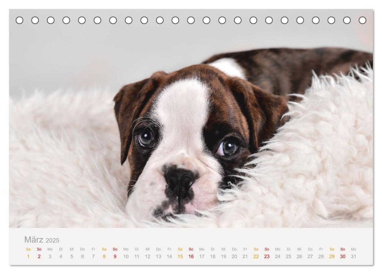 Bild: 9783457226216 | Boxer Welpen einfach zuckersüß (Tischkalender 2025 DIN A5 quer),...