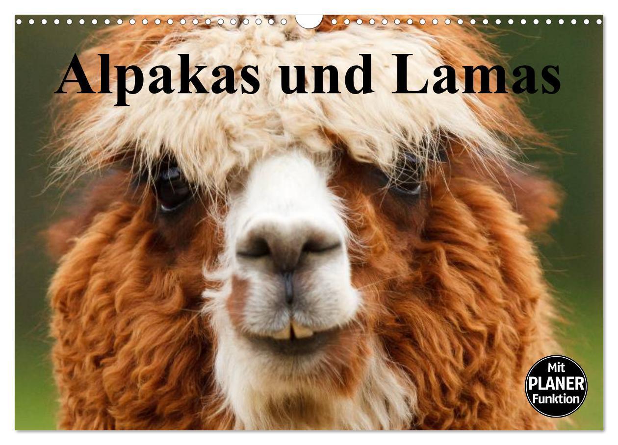 Cover: 9783383330469 | Alpakas und Lamas (Wandkalender 2024 DIN A3 quer), CALVENDO...