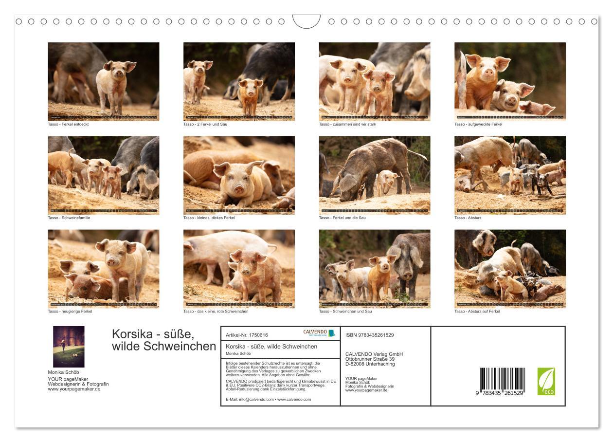 Bild: 9783435261529 | Korsika - süße, wilde Schweinchen (Wandkalender 2025 DIN A3 quer),...