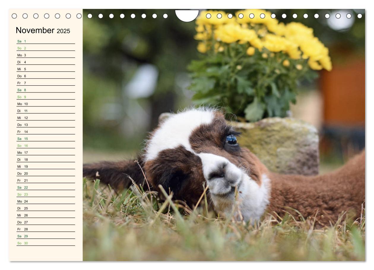 Bild: 9783435301652 | Alpakas im Blumenzauber (Wandkalender 2025 DIN A4 quer), CALVENDO...