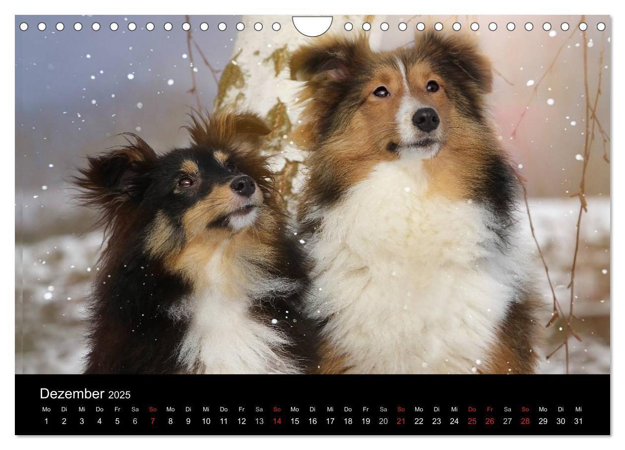 Bild: 9783435606795 | Wir lieben Shelties (Wandkalender 2025 DIN A4 quer), CALVENDO...