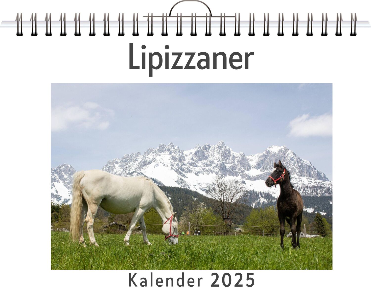 Cover: 9783759132185 | Lipizzaner | Olivia Horn | Kalender | Kalender | 14 S. | Deutsch