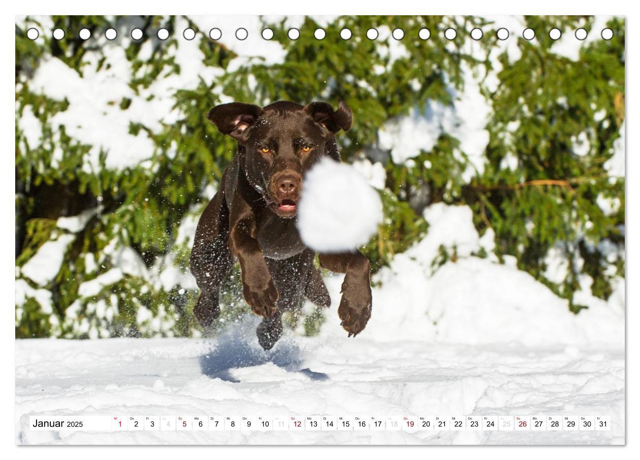 Bild: 9783435311774 | Freund auf 4 Pfoten - Labrador Retriever (Tischkalender 2025 DIN A5...