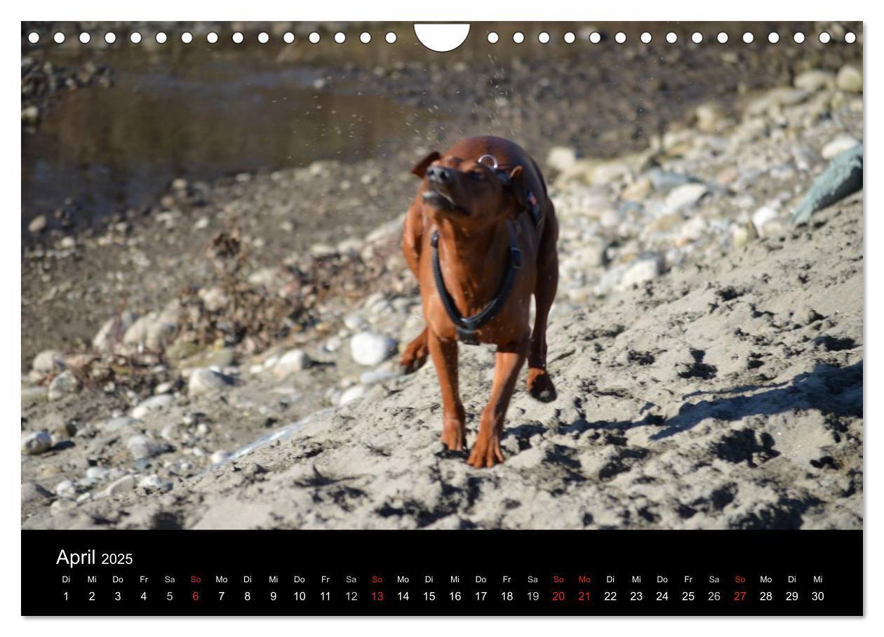 Bild: 9783435643738 | Deutscher Pinscher (Wandkalender 2025 DIN A4 quer), CALVENDO...