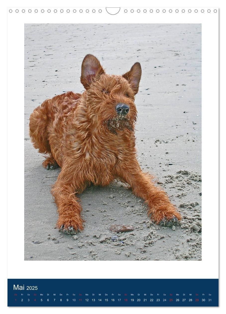 Bild: 9783435950768 | Kelly - Ein Irish Terrier macht Urlaub (Wandkalender 2025 DIN A3...