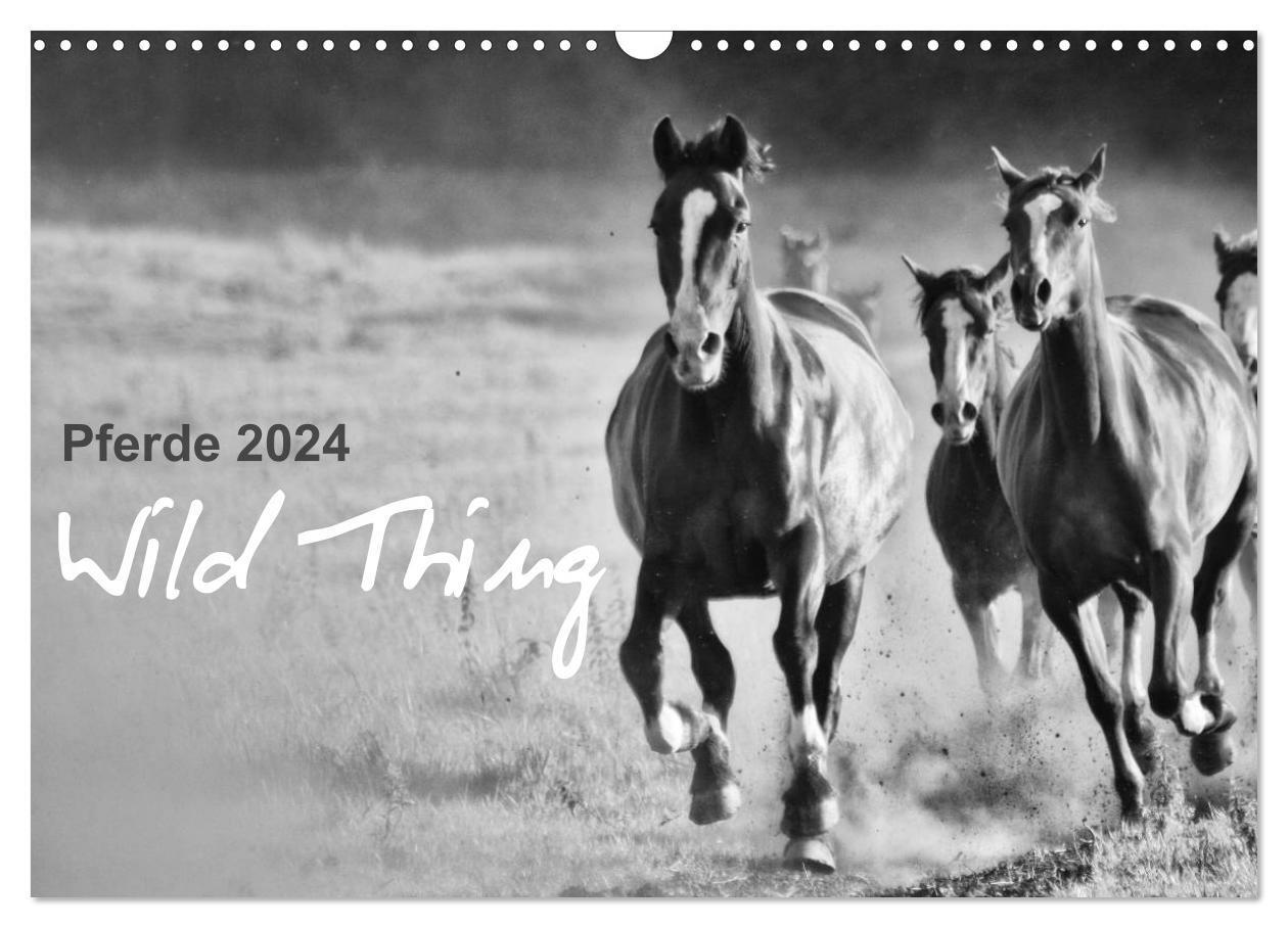 Cover: 9783383560279 | Pferde 2024 Wild Thing (Wandkalender 2024 DIN A3 quer), CALVENDO...