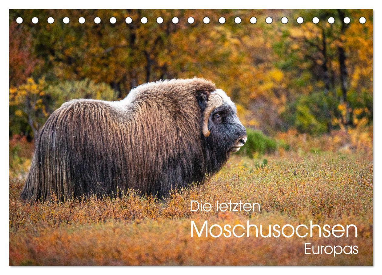 Cover: 9783383955358 | Die letzten Moschusochsen Europas (Tischkalender 2025 DIN A5 quer),...