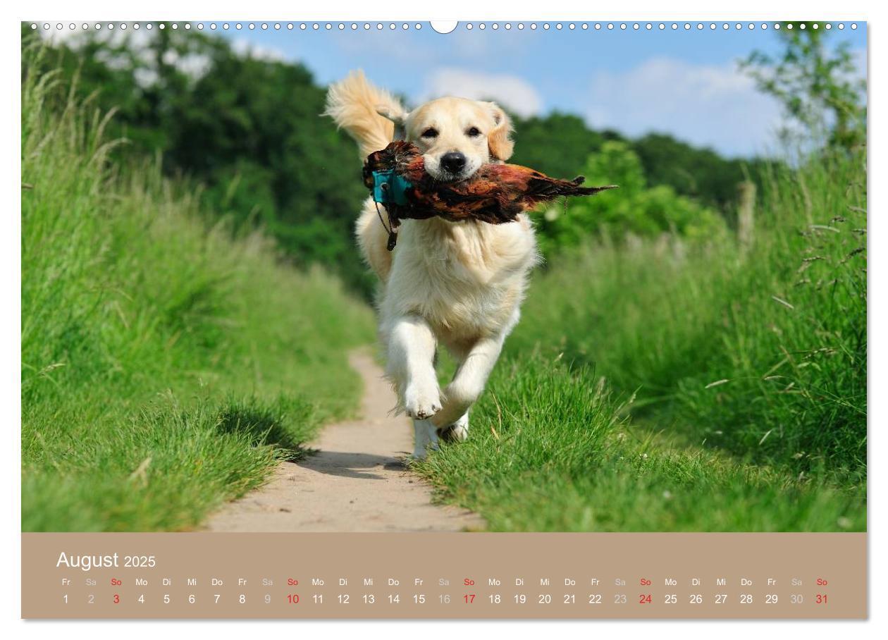 Bild: 9783435723942 | Golden Retriever (hochwertiger Premium Wandkalender 2025 DIN A2...