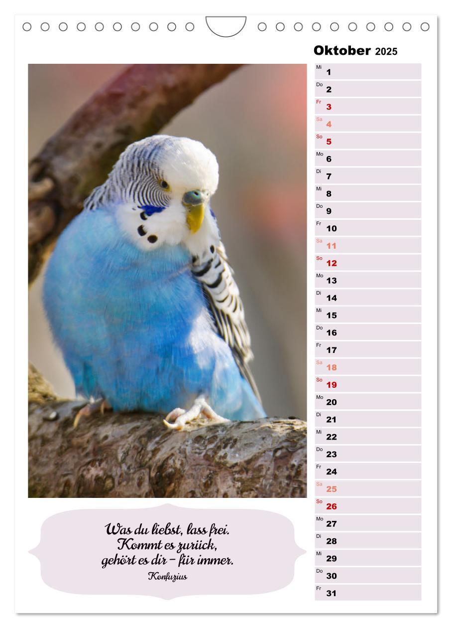 Bild: 9783435891009 | Niedliche Wellensittiche (Wandkalender 2025 DIN A4 hoch), CALVENDO...