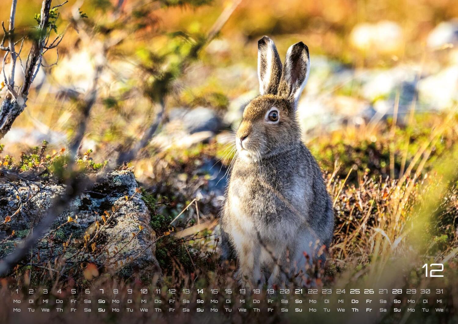 Bild: 9783986734435 | Waldtiere - Heimische Waldbewohner - Der Tierkalender - 2025 -...