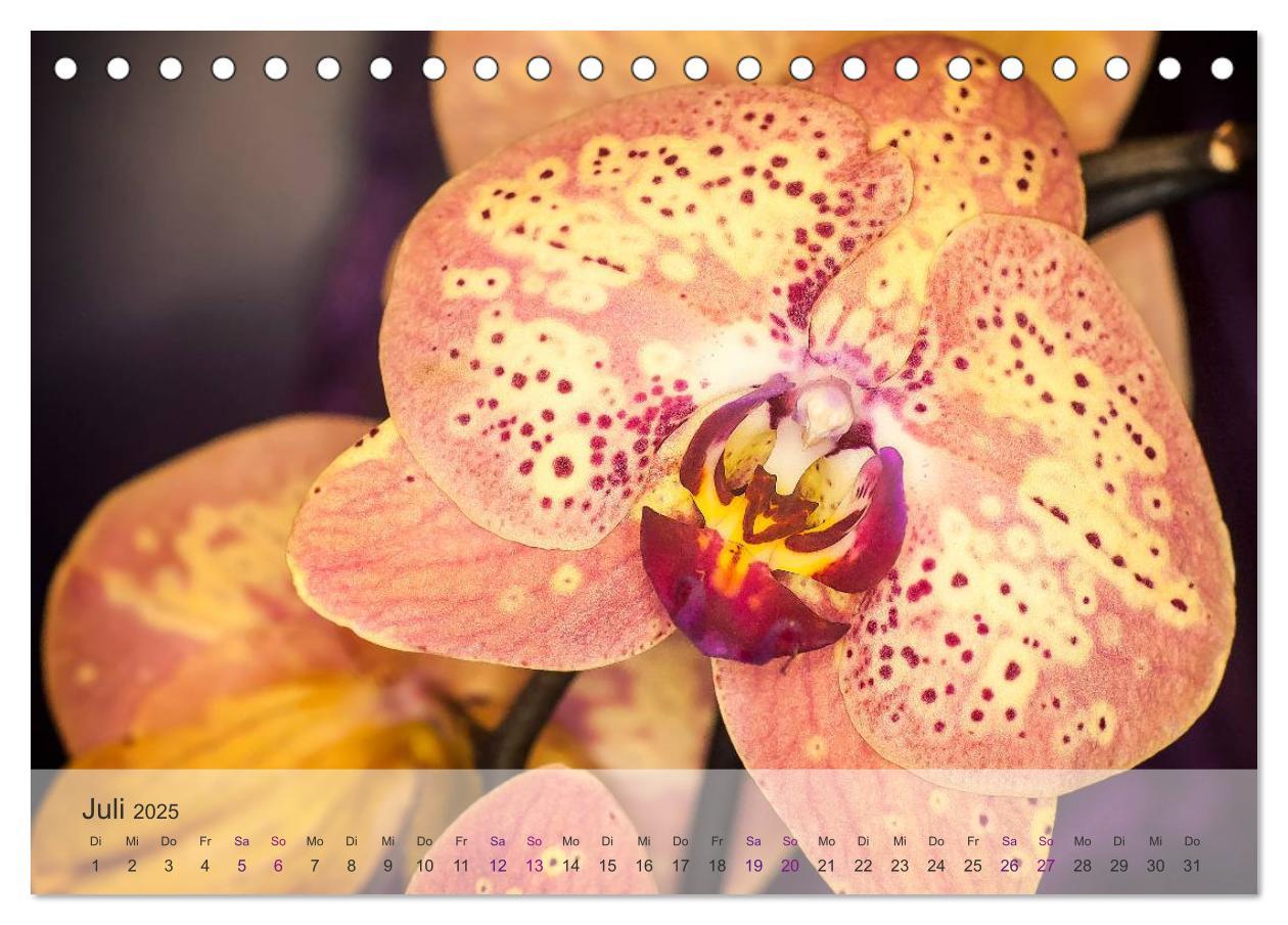 Bild: 9783435688425 | Phalaenopsis - die zauberhafte Welt der Orchideen (Tischkalender...