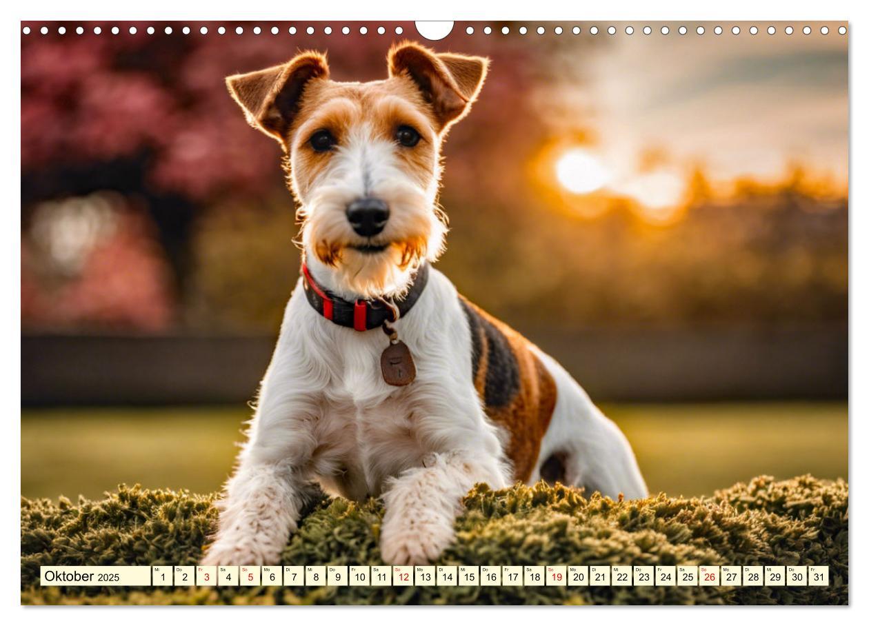 Bild: 9783435694105 | Drahthaar-Foxterrier (Wandkalender 2025 DIN A3 quer), CALVENDO...