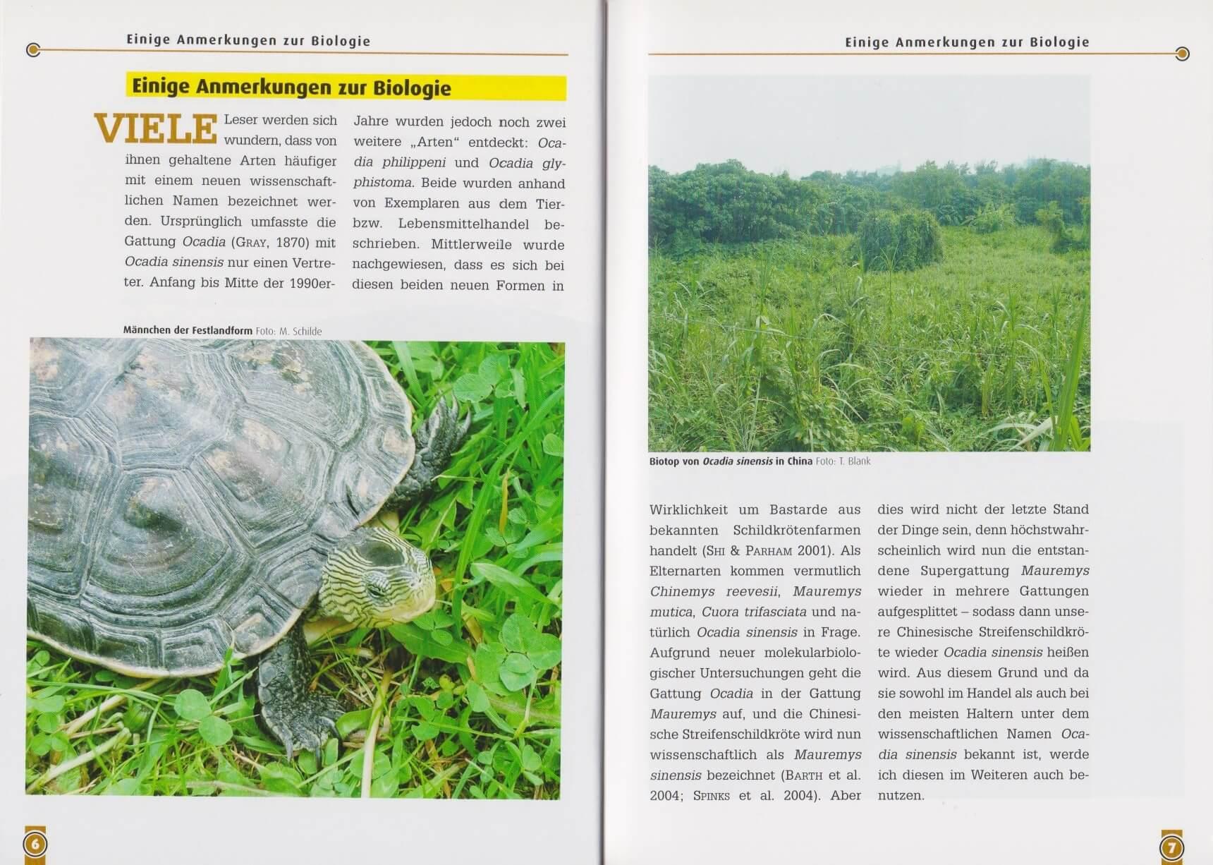 Bild: 9783937285900 | Die Chinesische Streifenschildkröte | Maik Schilde | Taschenbuch