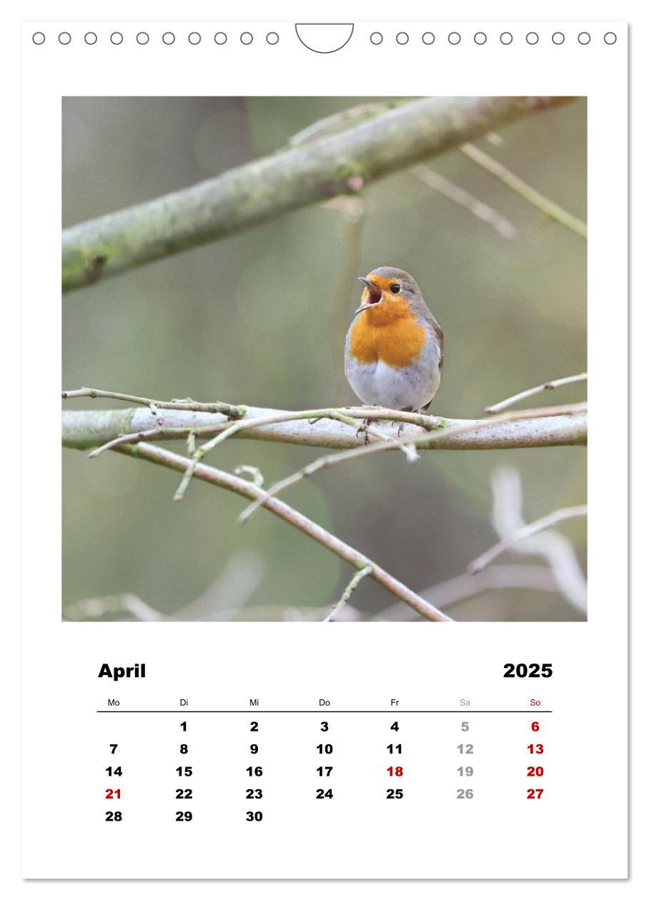 Bild: 9783435929955 | Rotkehlchen, süße kleine Knutschkugeln (Wandkalender 2025 DIN A4...