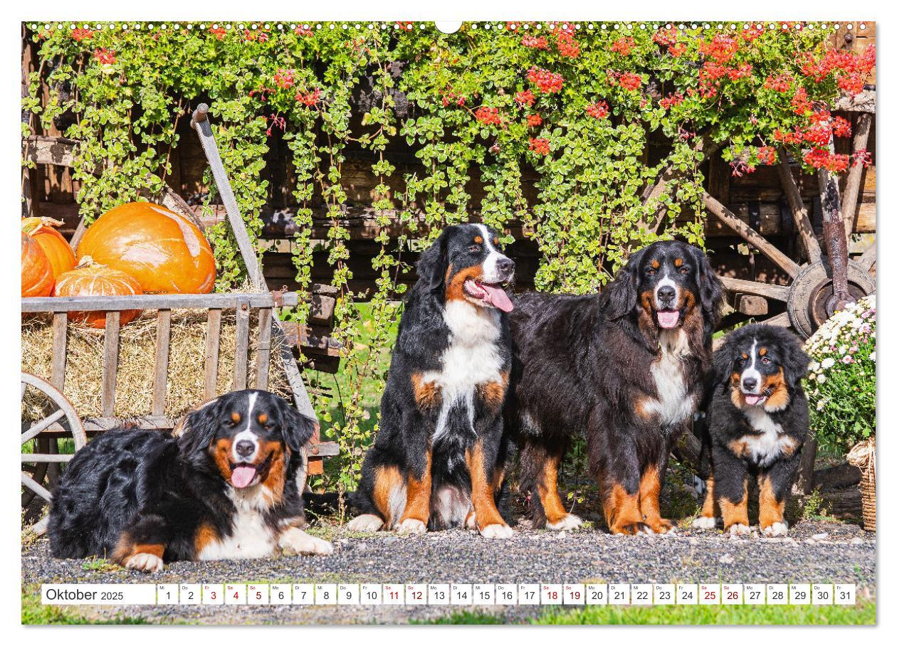 Bild: 9783383848292 | Berner Sennenhund - Ein Freund auf vier Pfoten (Wandkalender 2025...