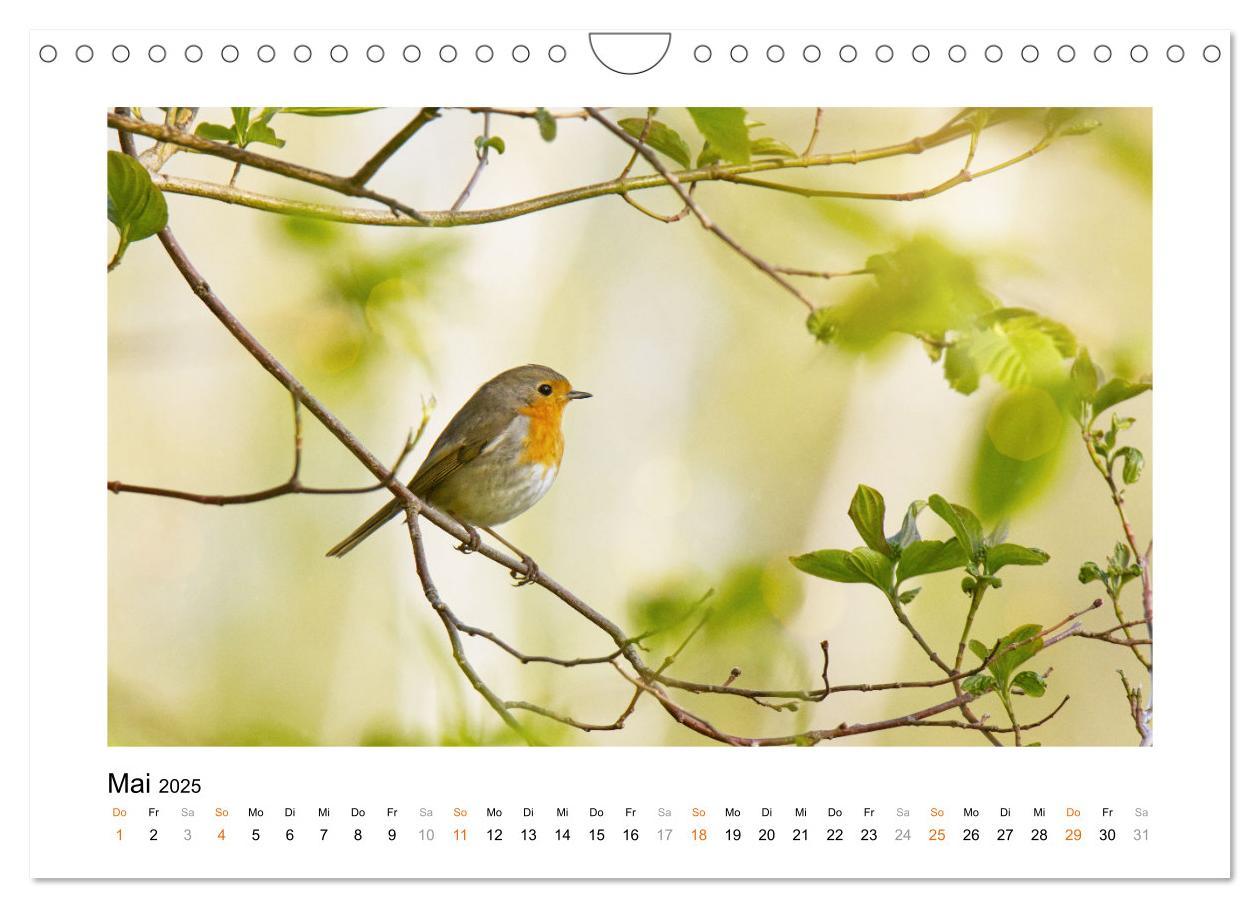 Bild: 9783383915178 | Zauberhafte Rotkehlchen (Wandkalender 2025 DIN A4 quer), CALVENDO...