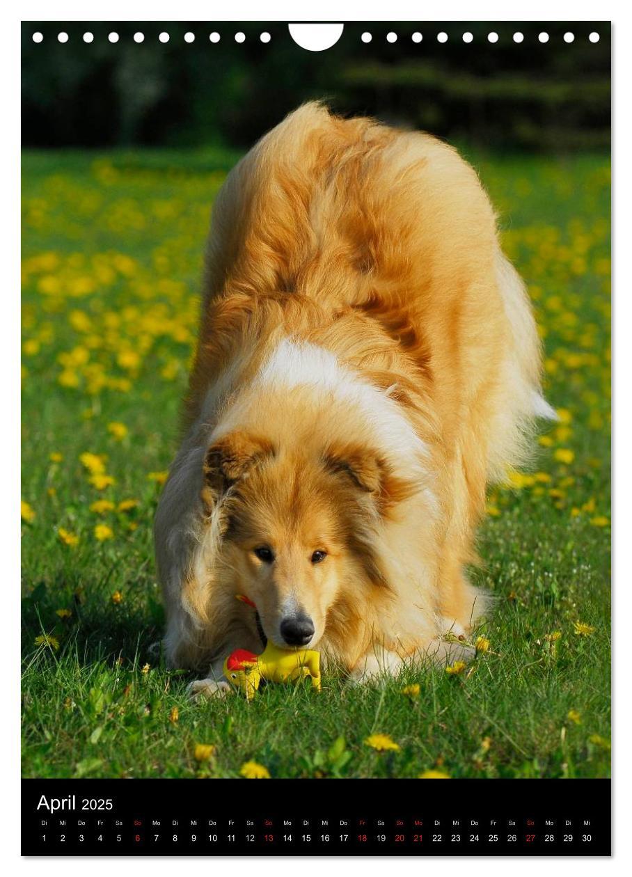 Bild: 9783457072899 | Collie 2025 (Wandkalender 2025 DIN A4 hoch), CALVENDO Monatskalender