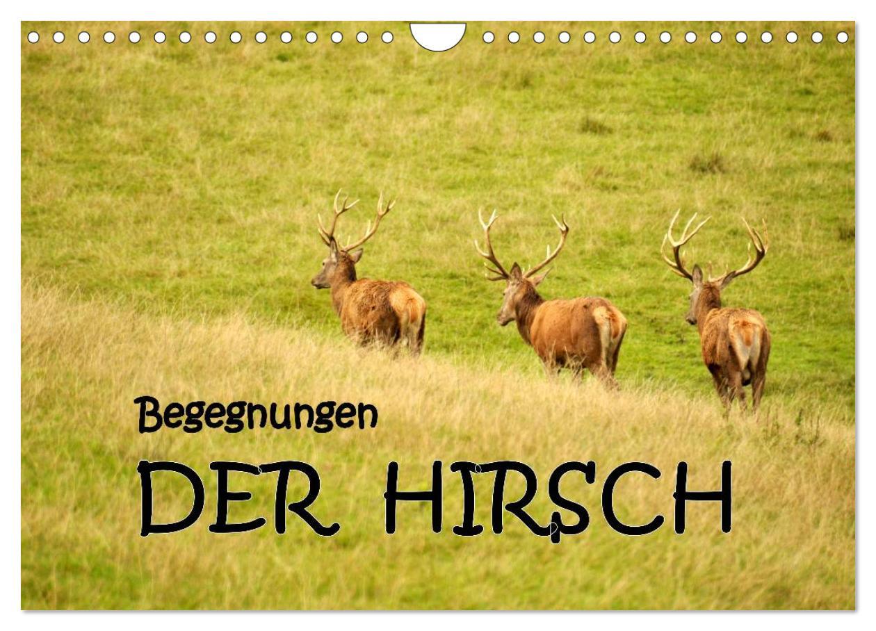 Cover: 9783435635030 | Begegnungen. DER HIRSCH (Wandkalender 2025 DIN A4 quer), CALVENDO...