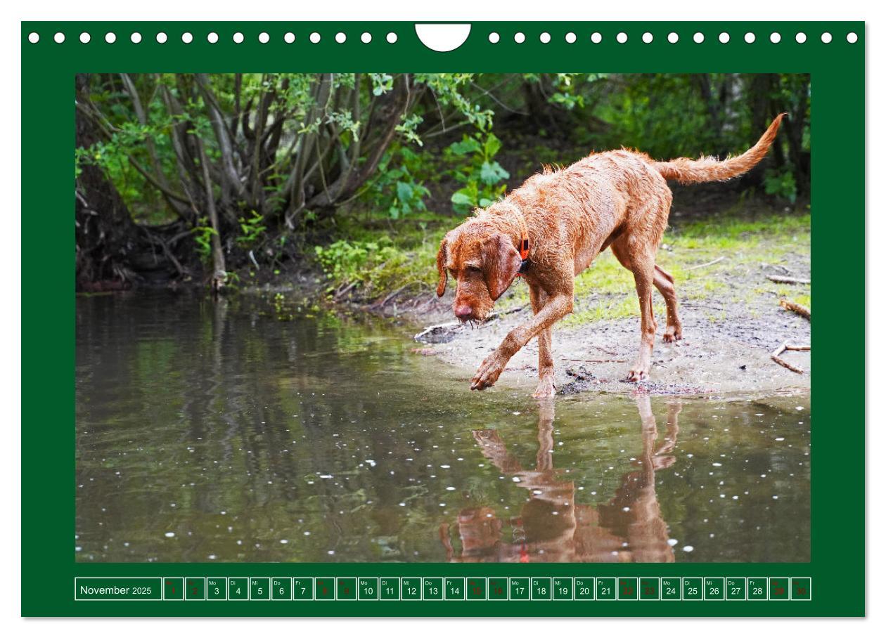 Bild: 9783383962295 | Faszination Magyar Vizsla am See (Wandkalender 2025 DIN A4 quer),...