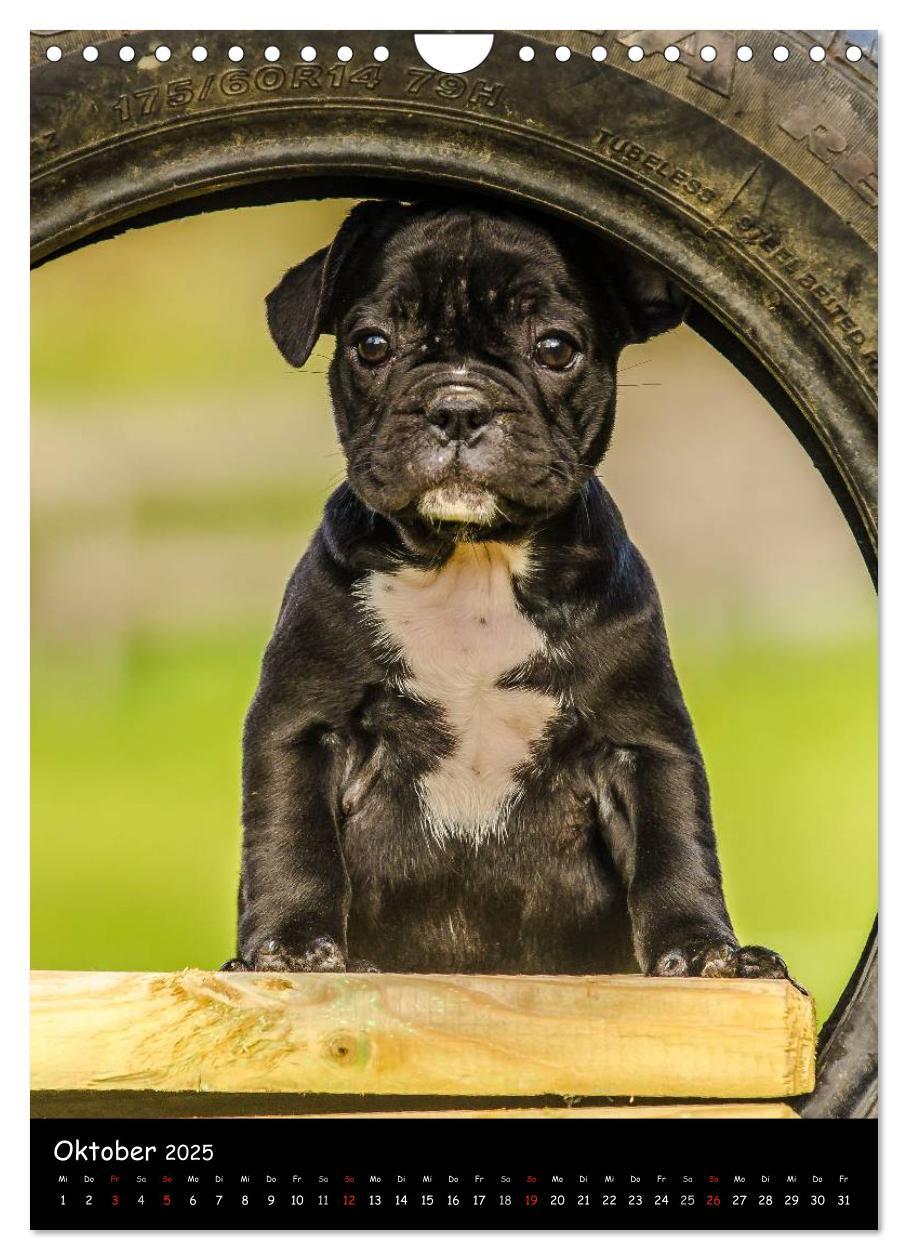 Bild: 9783457063538 | Französische Bulldoggen - Eine Bully Liebeserkärung (Wandkalender...