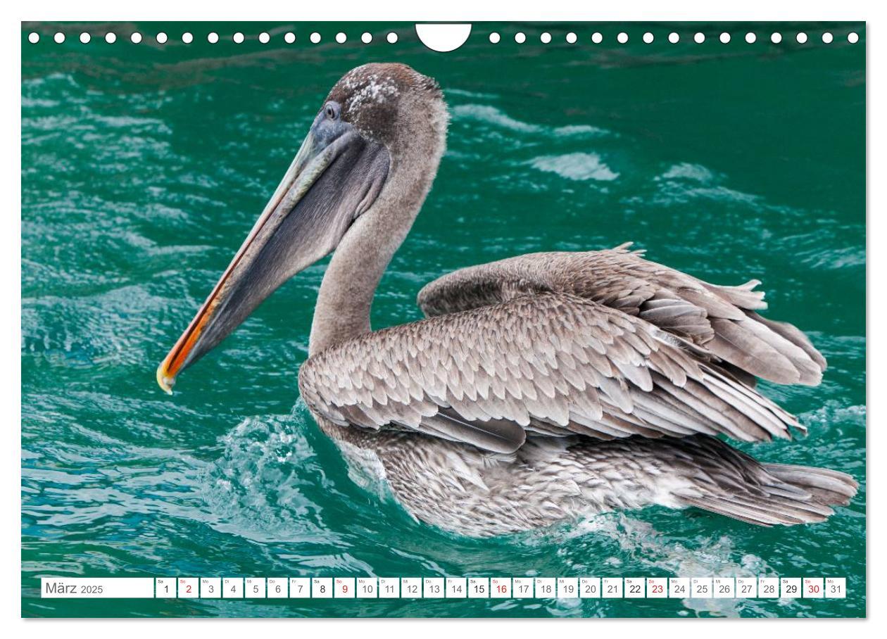 Bild: 9783435630684 | Galapagos. Verzauberte Inseln (Wandkalender 2025 DIN A4 quer),...