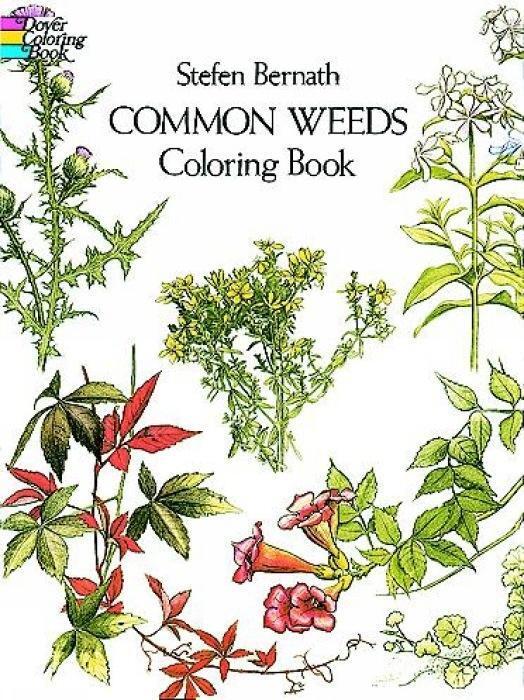 Cover: 9780486233086 | COMMON WEEDS COLOR BK | Stefen Bernath | Taschenbuch | Englisch | 2013