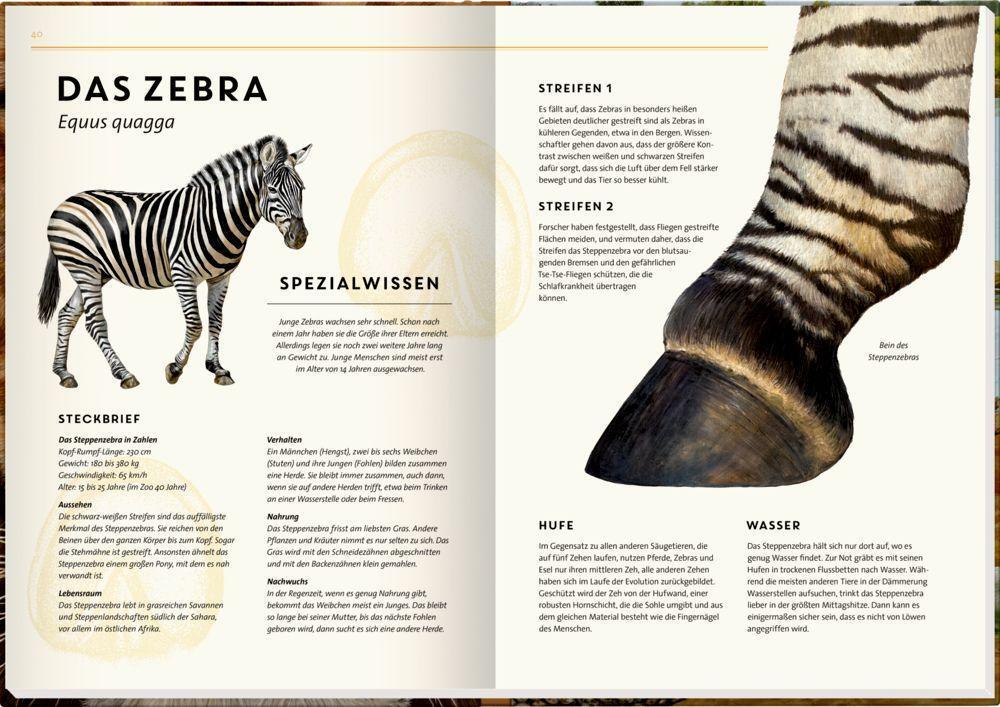 Bild: 9783649637905 | Lebensgroß | Wilde Tiere Afrikas | Holger Haag | Buch | Nature Zoom