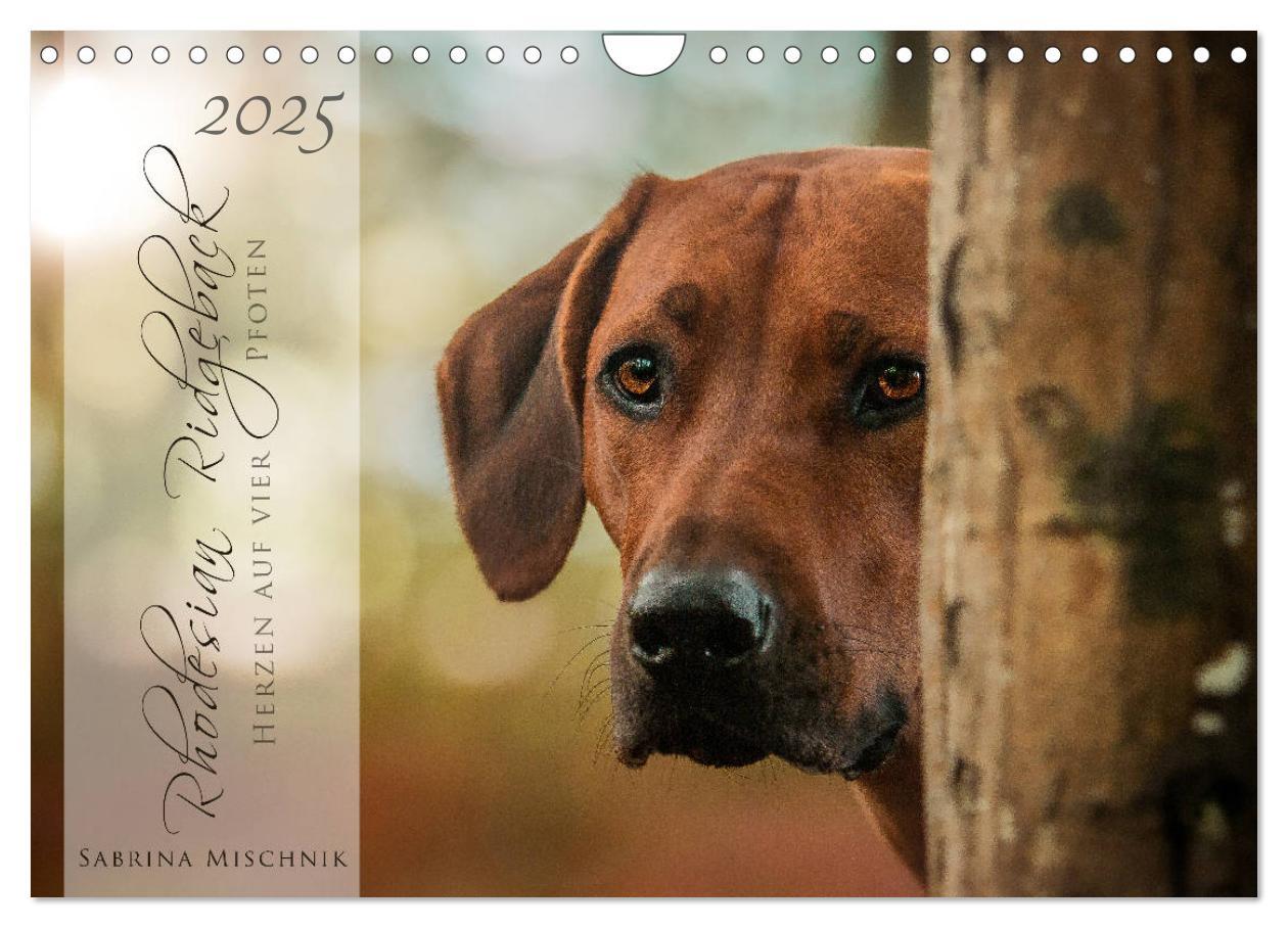 Cover: 9783435358625 | Rhodesian Ridgeback - Herzen auf vier Pfoten (Wandkalender 2025 DIN...