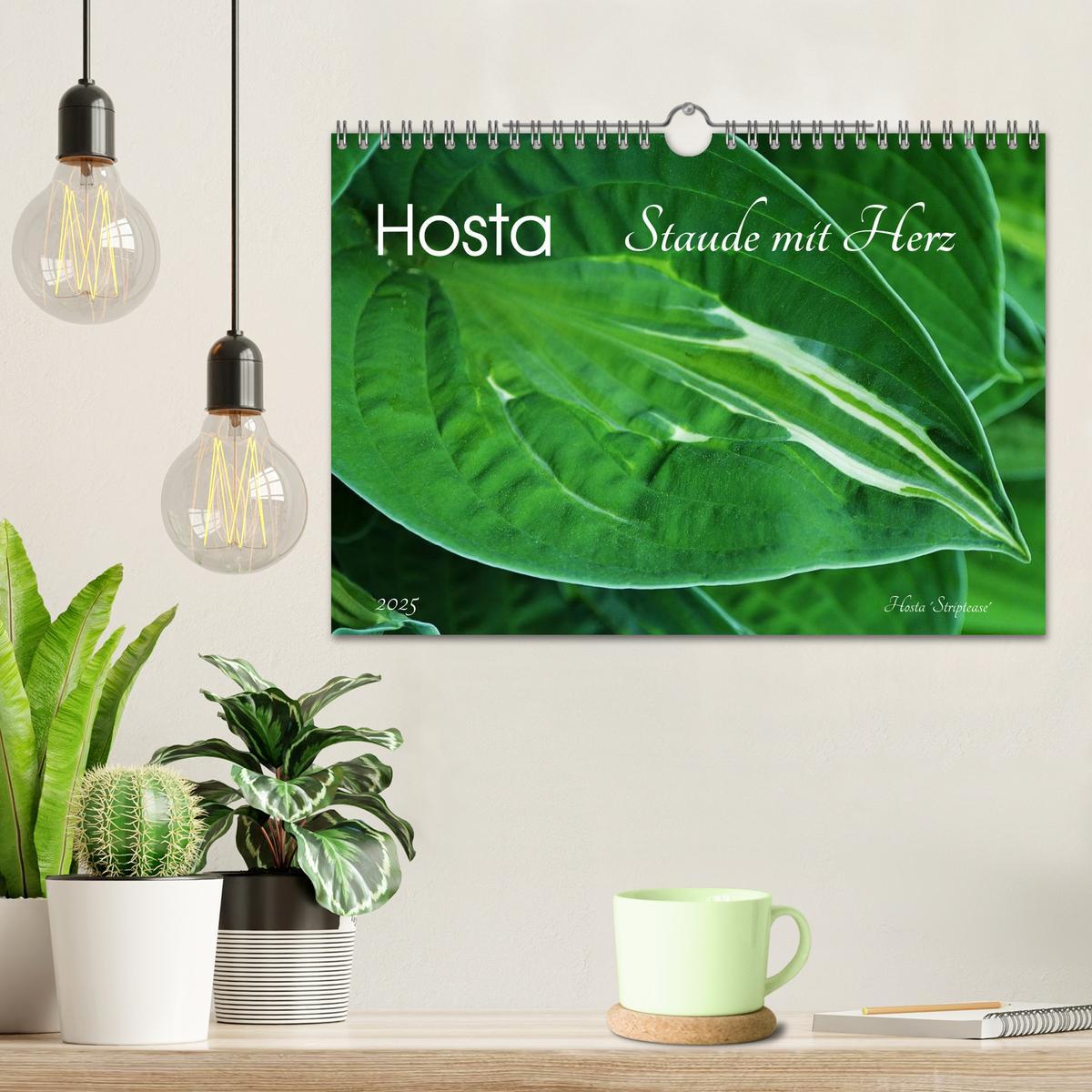 Bild: 9783435576814 | Hosta Staude mit Herz (Wandkalender 2025 DIN A4 quer), CALVENDO...