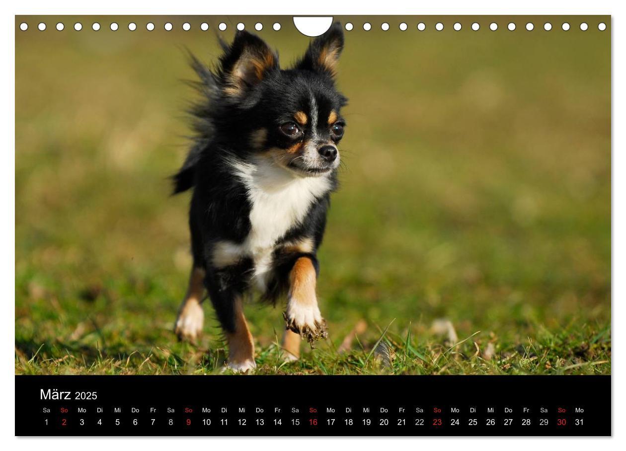 Bild: 9783435767113 | Chihuahua - Kleine Hunde ganz groß (Wandkalender 2025 DIN A4 quer),...