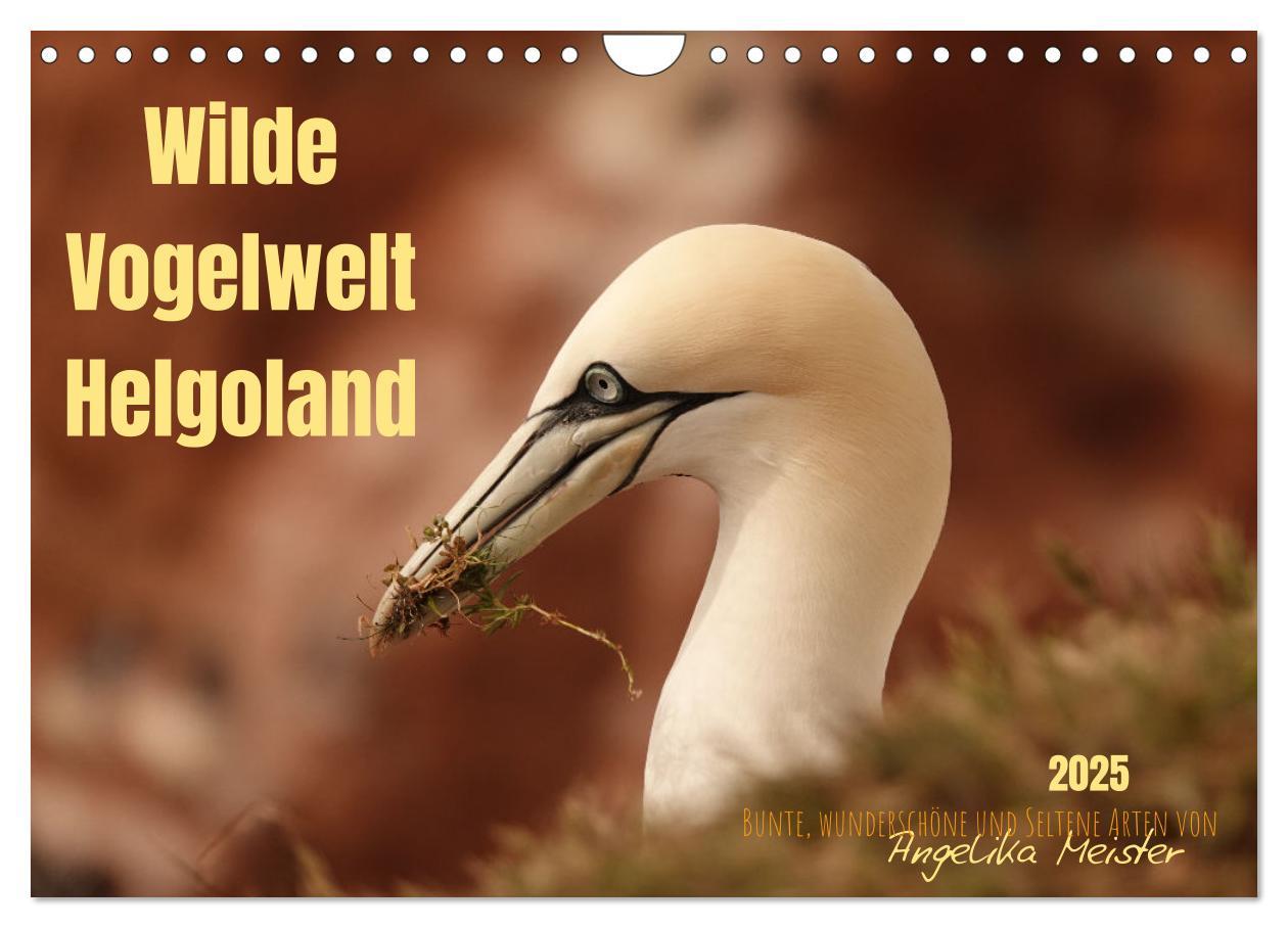 Cover: 9783383973970 | Wilde Vogelwelt Helgoland (Wandkalender 2025 DIN A4 quer), CALVENDO...