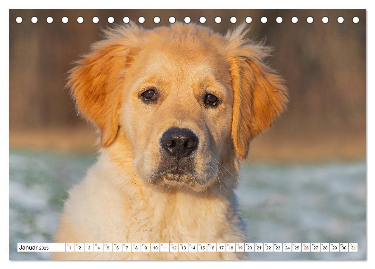 Bild: 9783435212903 | Goldige Herzensbrecher - Golden Retriever Welpen (Tischkalender...