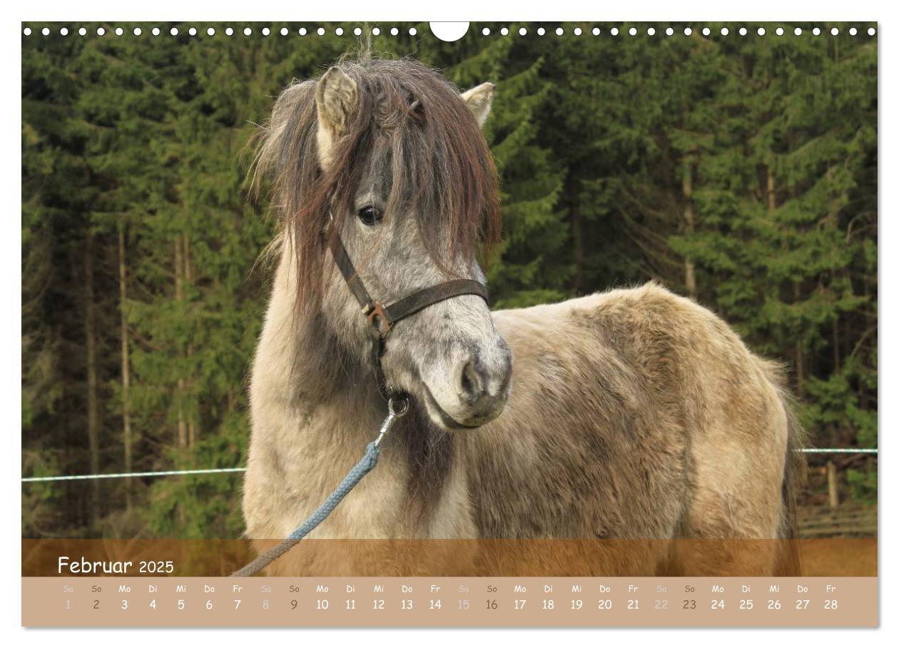 Bild: 9783435717293 | Mit Pferden durch´s Jahr (Wandkalender 2025 DIN A3 quer), CALVENDO...