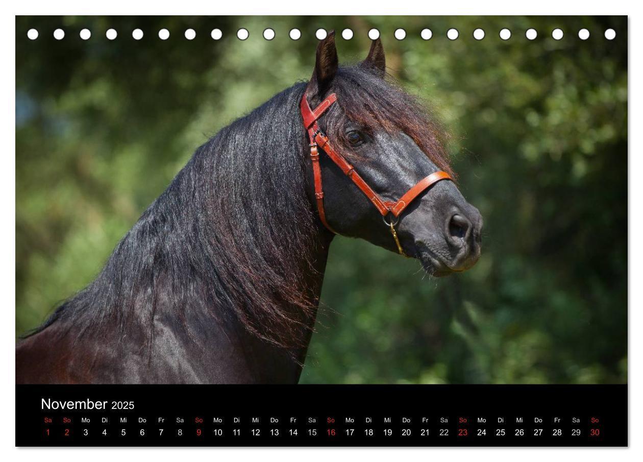 Bild: 9783435636907 | Spaniens stolze Pferde (Tischkalender 2025 DIN A5 quer), CALVENDO...