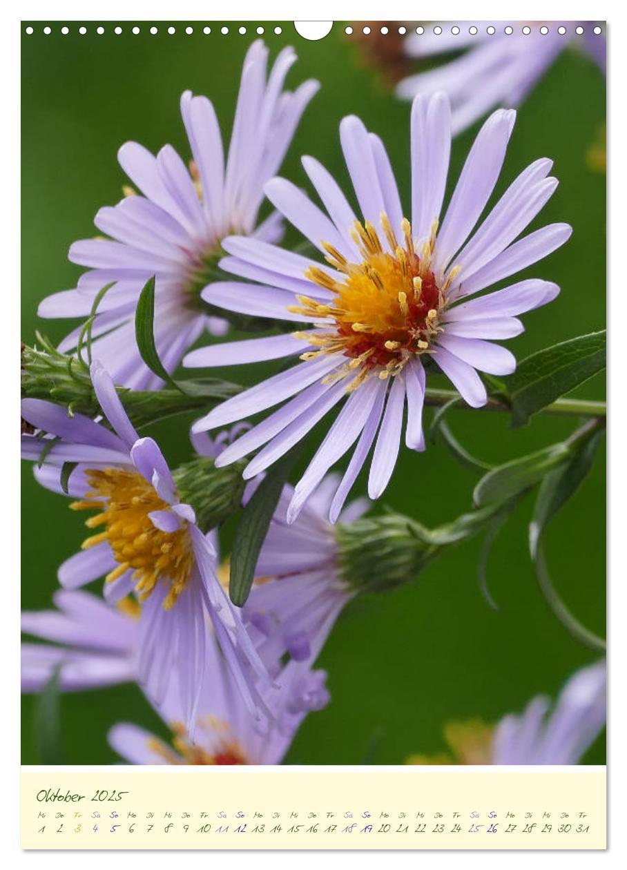 Bild: 9783435936564 | Blütenzauber im Garten (Wandkalender 2025 DIN A3 hoch), CALVENDO...