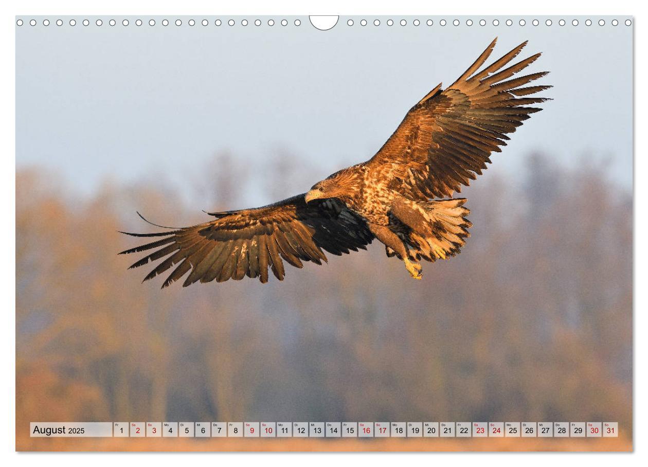 Bild: 9783435230396 | Majestätische Seeadler (Wandkalender 2025 DIN A3 quer), CALVENDO...