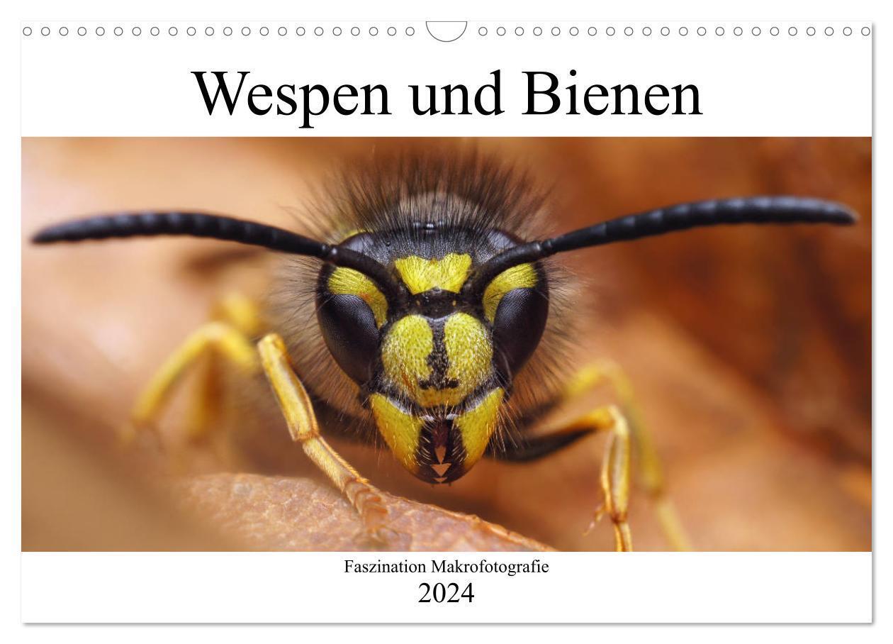 Cover: 9783383131295 | Faszination Makrofotografie: Wespen und Bienen (Wandkalender 2024...