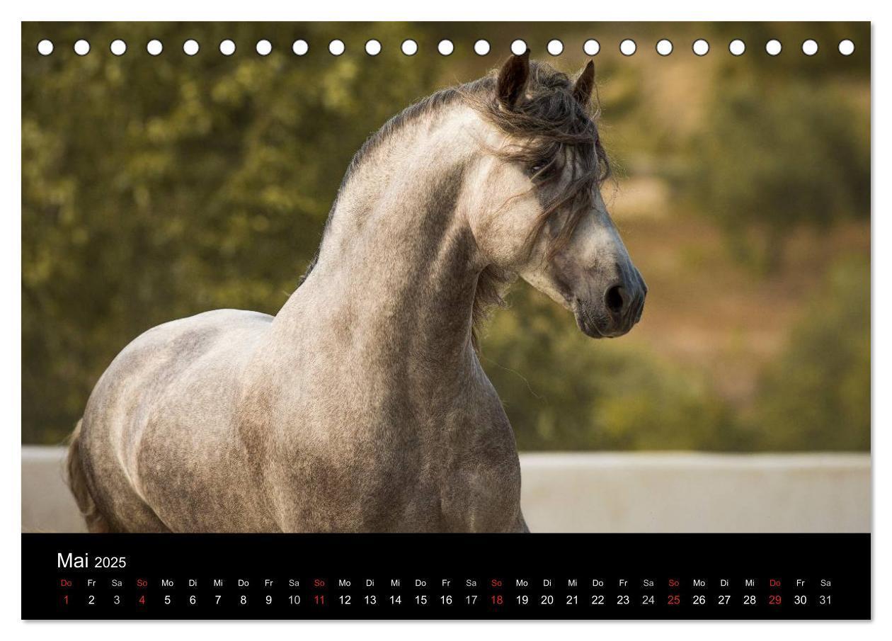 Bild: 9783435636907 | Spaniens stolze Pferde (Tischkalender 2025 DIN A5 quer), CALVENDO...