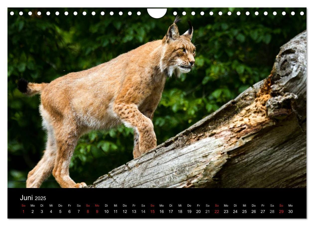 Bild: 9783435606146 | Luchse - Europas größte Katzen (Wandkalender 2025 DIN A4 quer),...