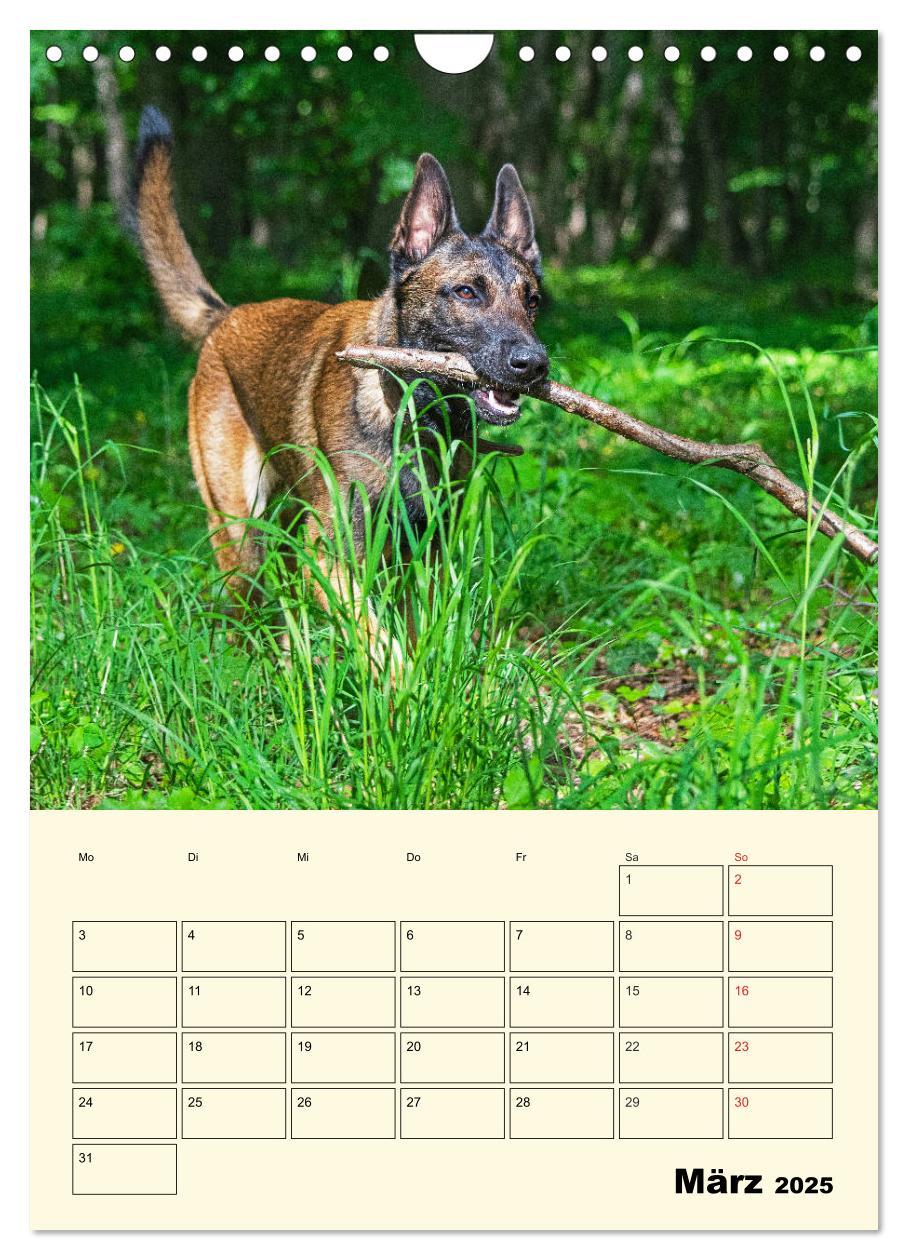 Bild: 9783435959143 | Familienplaner Tausendsassa Malinois (Wandkalender 2025 DIN A4...