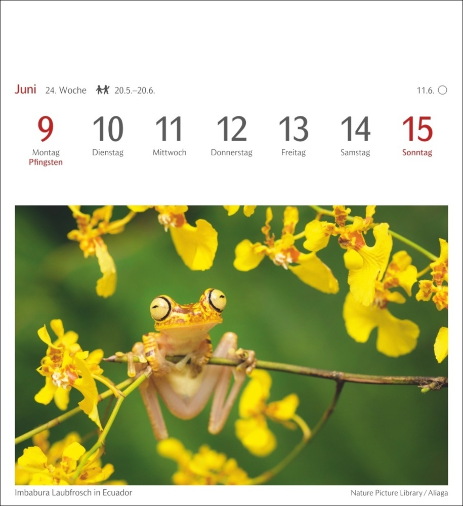 Bild: 9783840034268 | Farben der Natur Postkartenkalender 2025 - Wochenkalender mit 53...